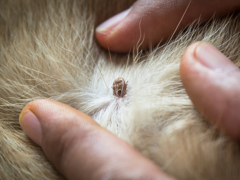 tick repellant, clean + conscious