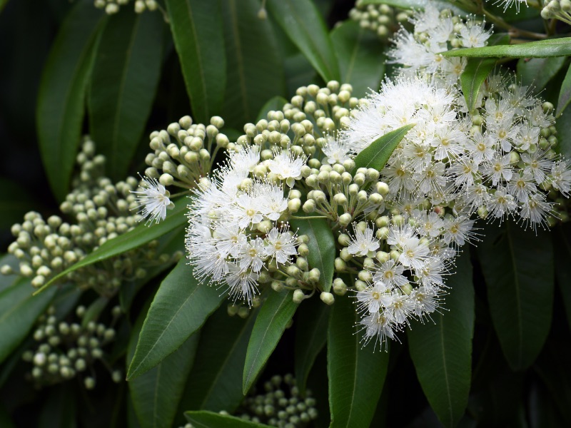 Lemon Myrtle
